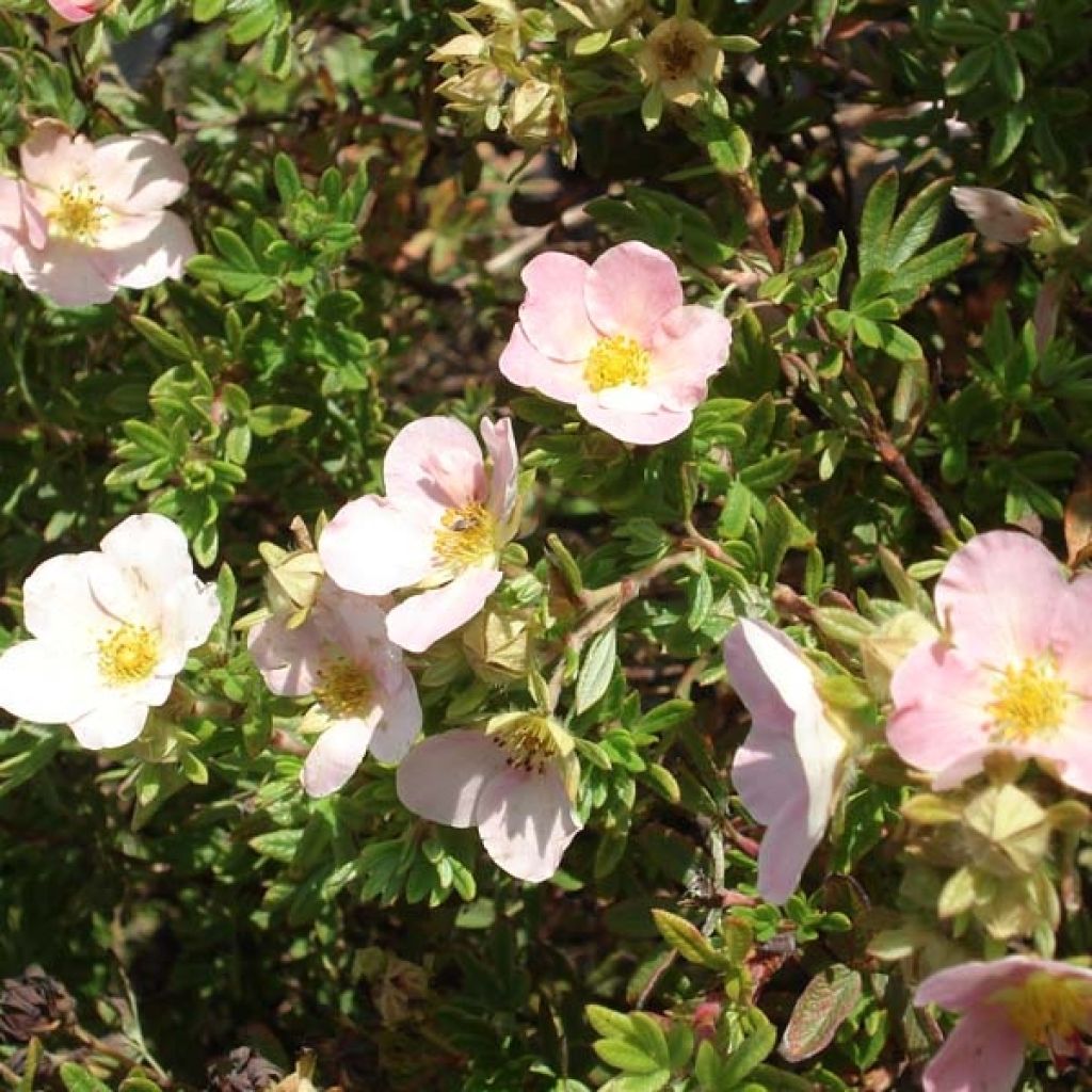 Fingerstrauch Princess Pink Queen - Potentilla fruticosa