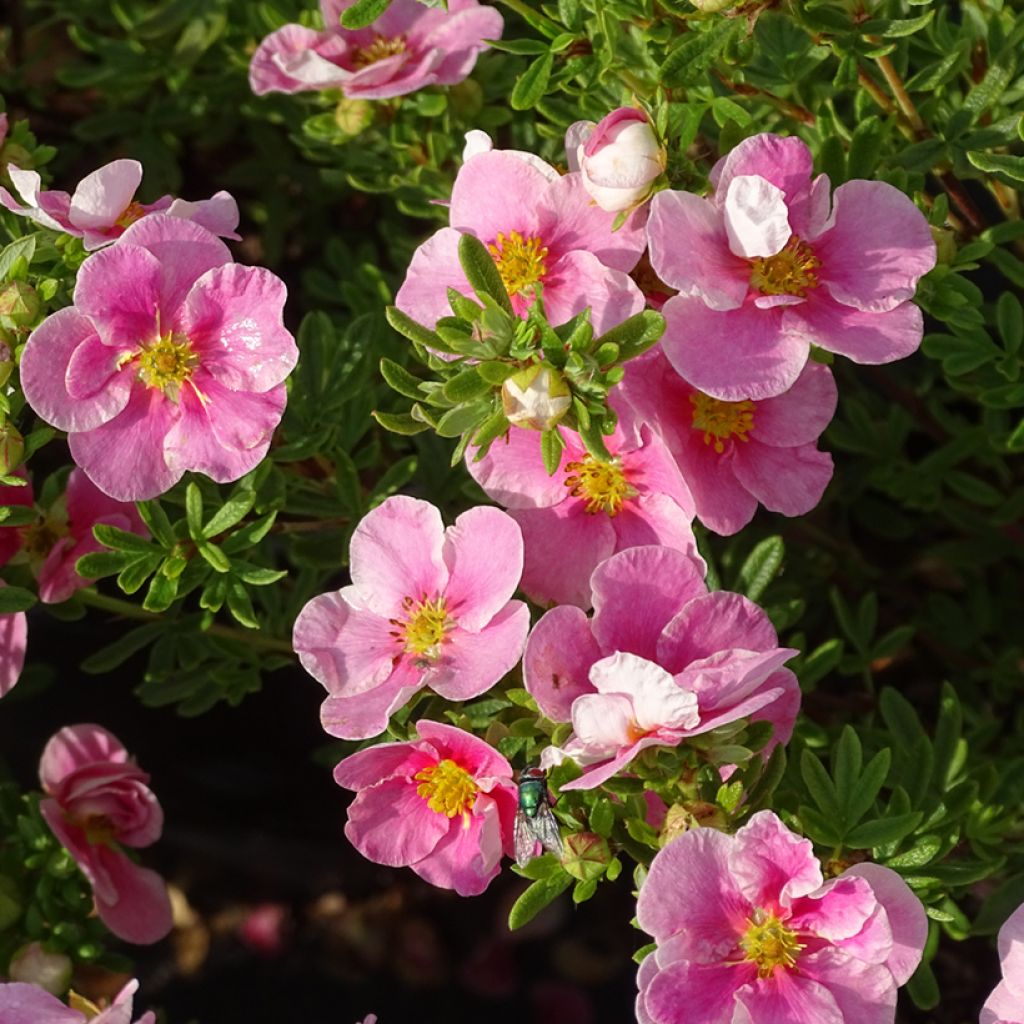 Fingerstrauch Bella Rosa - Potentilla fruticosa