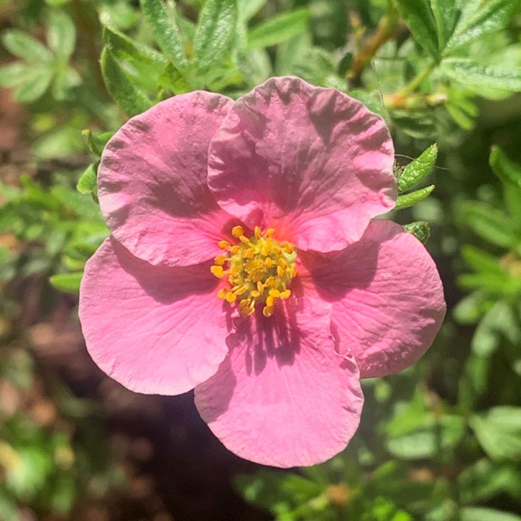 Fingerstrauch Bella Rosa - Potentilla fruticosa