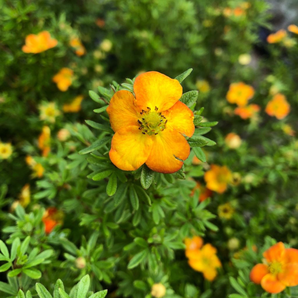 Potentille arbustive Bella Sol - Potentilla fruticosa