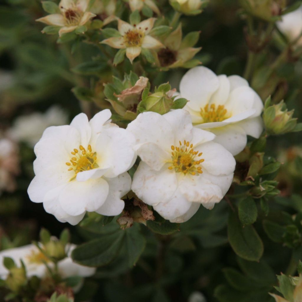 Potentille arbustive Creme brulée - Potentilla fruticosa