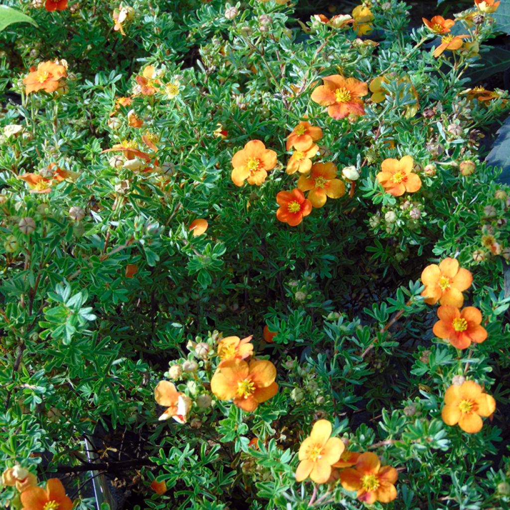 Fingerstrauch Hopley's Orange - Potentilla fruticosa