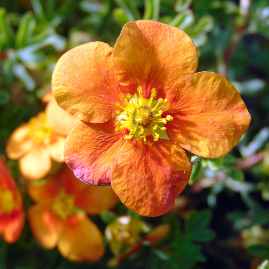 Fingerstrauch Hopley's Orange - Potentilla fruticosa