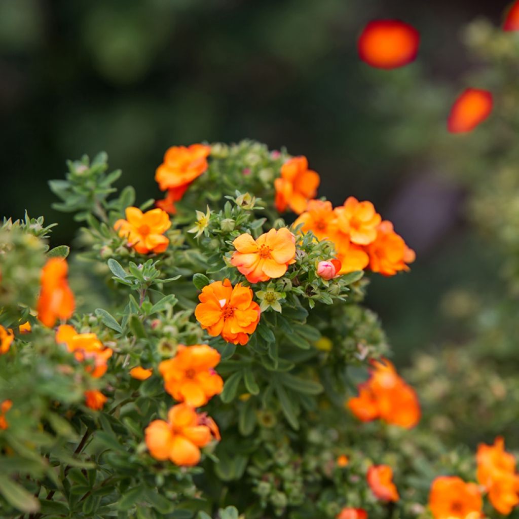 Fingerstrauch Marmalade - Potentilla fruticosa