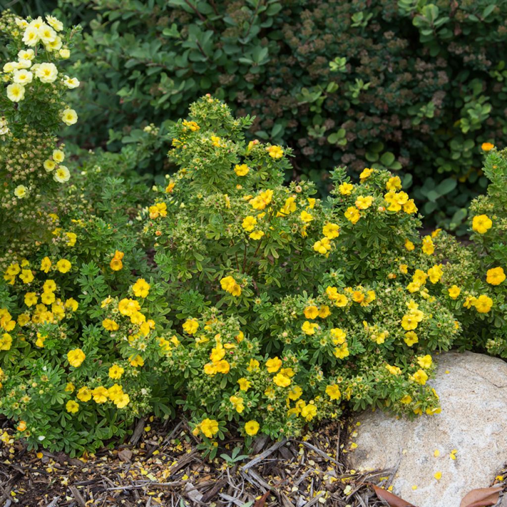 Fingerstrauch Marmalade - Potentilla fruticosa