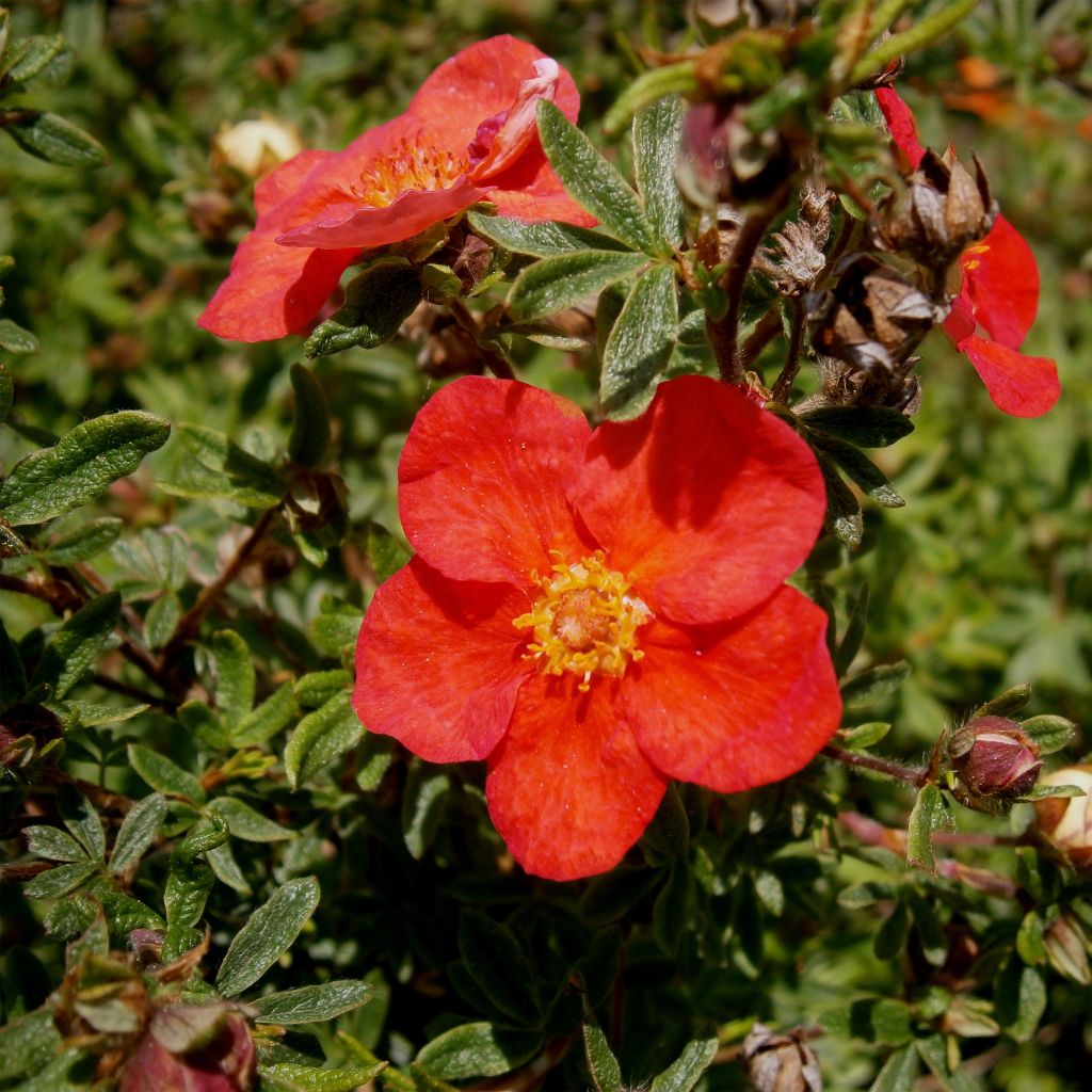 Fingerstrauch Red Lady - Potentilla fruticosa