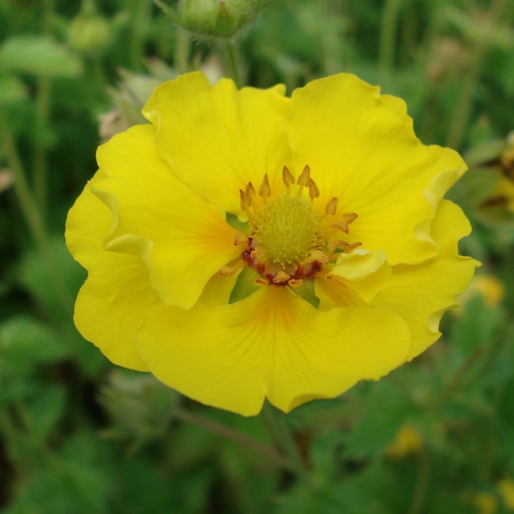 Potentilla Yellow Queen - Fingerkraut