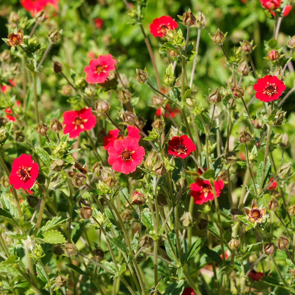 Potentilla Gibson s Scarlet - Blutrotes Fingerkraut