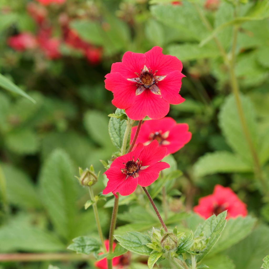 Potentilla Gibson s Scarlet - Blutrotes Fingerkraut