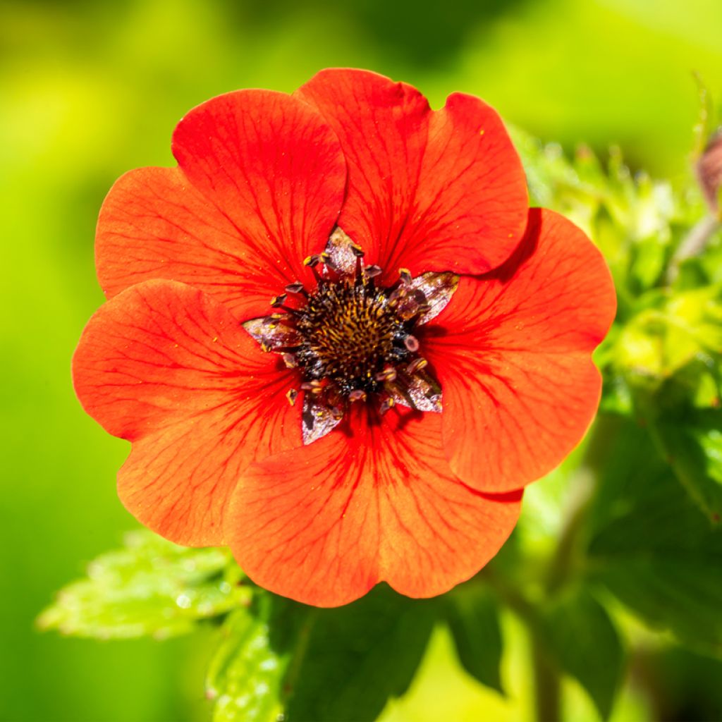 Potentilla Gibson s Scarlet - Blutrotes Fingerkraut