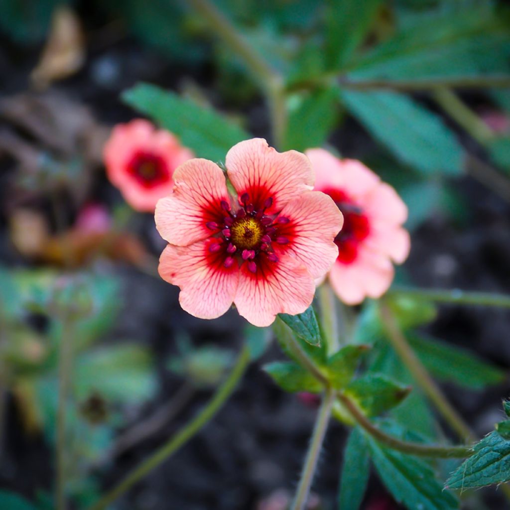 Potentilla hopwoodiana - Hopwoods Fingerkraut