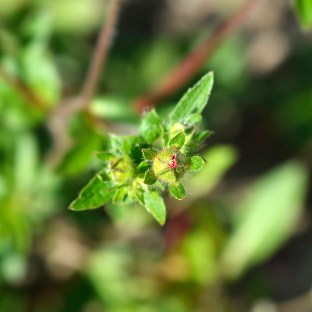 Potentilla hopwoodiana - Hopwoods Fingerkraut