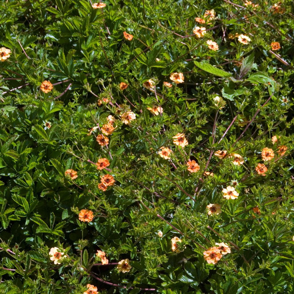 Potentilla tonguei - Fingerkraut