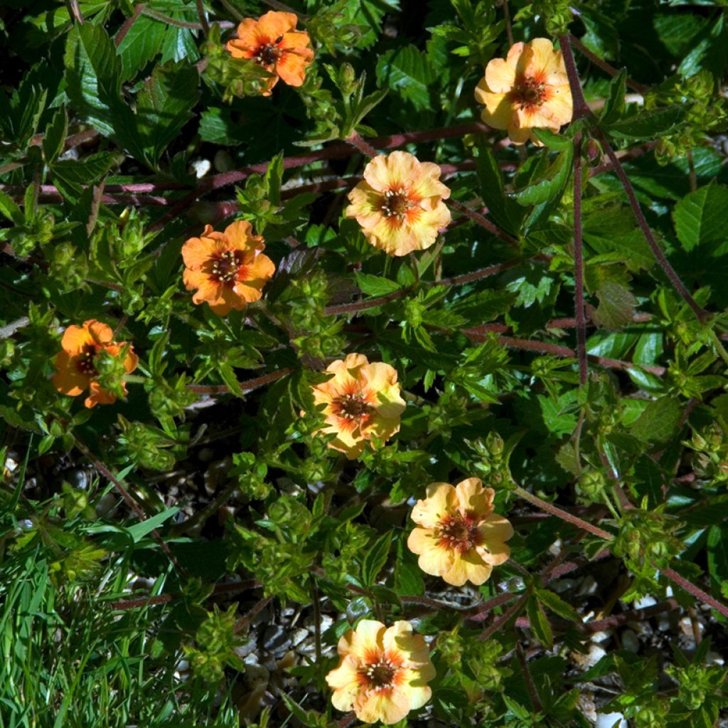 Potentilla tonguei - Fingerkraut