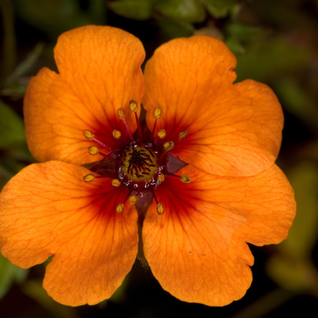 Potentilla tonguei - Fingerkraut