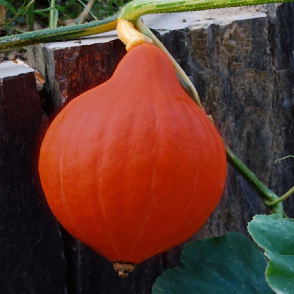 Riesen-Kürbis Red Kuri Bio - Ferme de Sainte Marthe