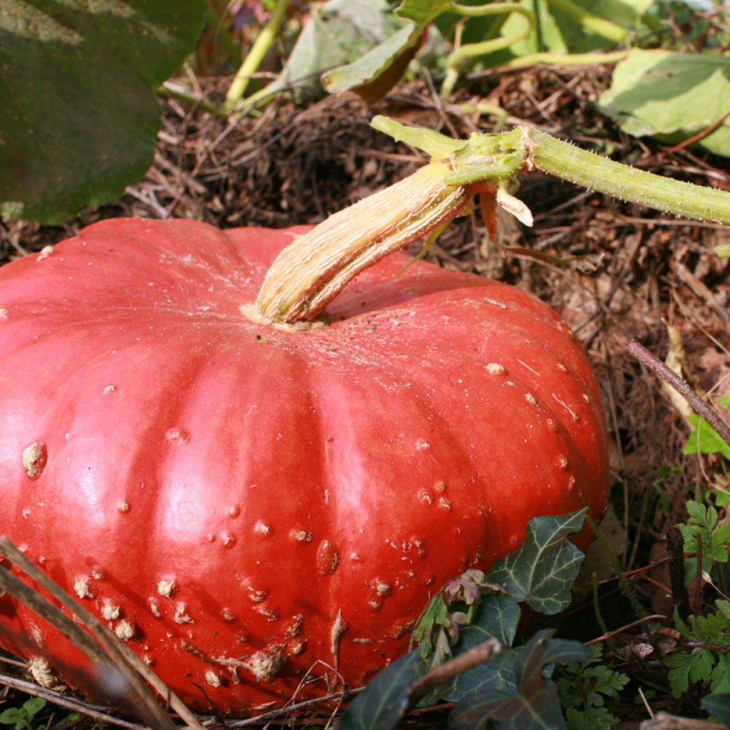 Riesen-Kürbis Rouge Vif d'Etampes