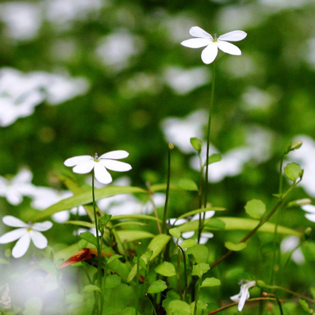 Pratia angulata - Teppichlobelie