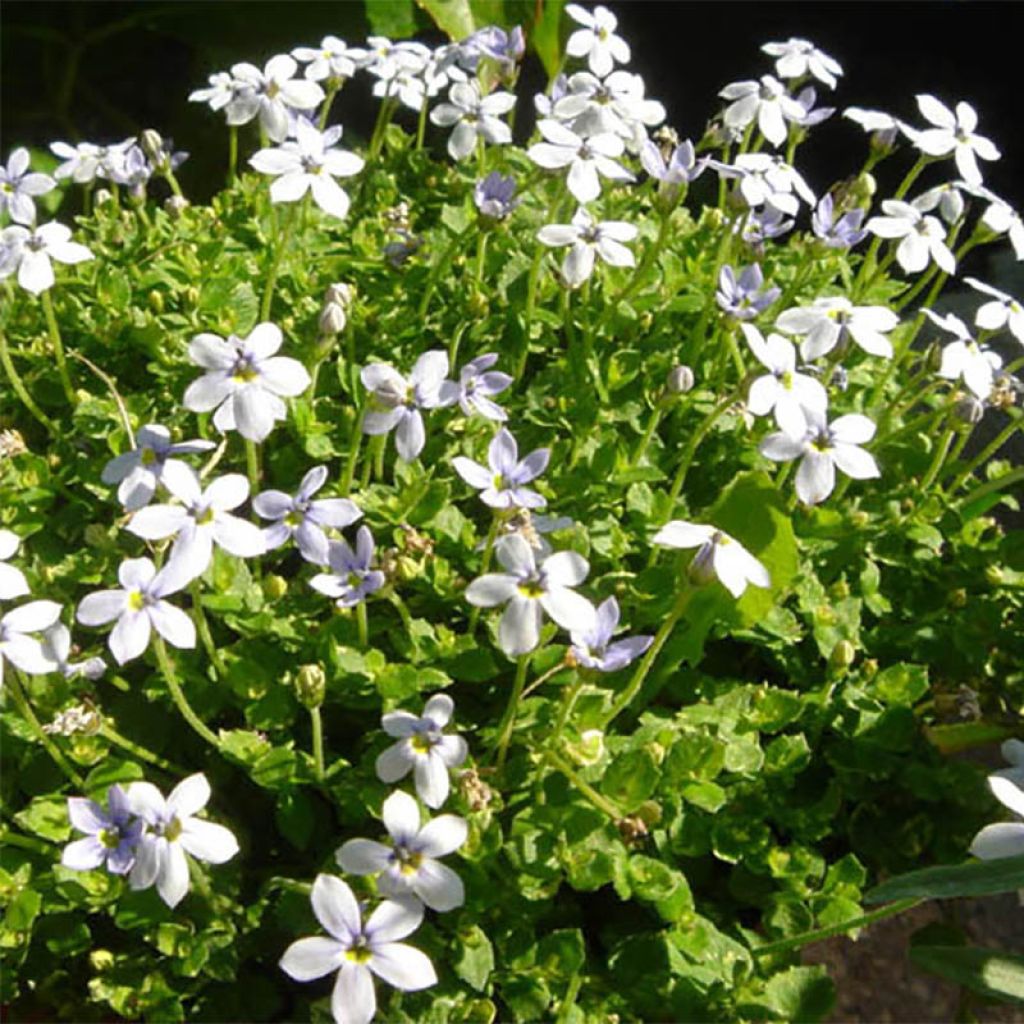 Pratia pedunculata - Teppichlobelie