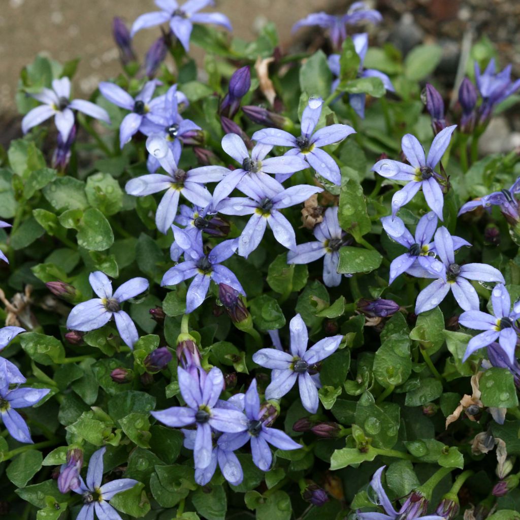 Pratia pedunculata County Park - Teppichlobelie