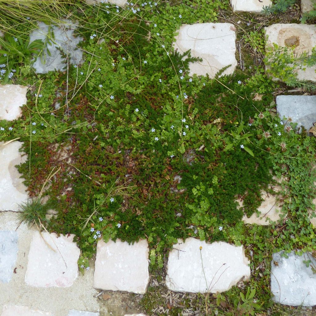 Pratia pedunculata County Park - Teppichlobelie