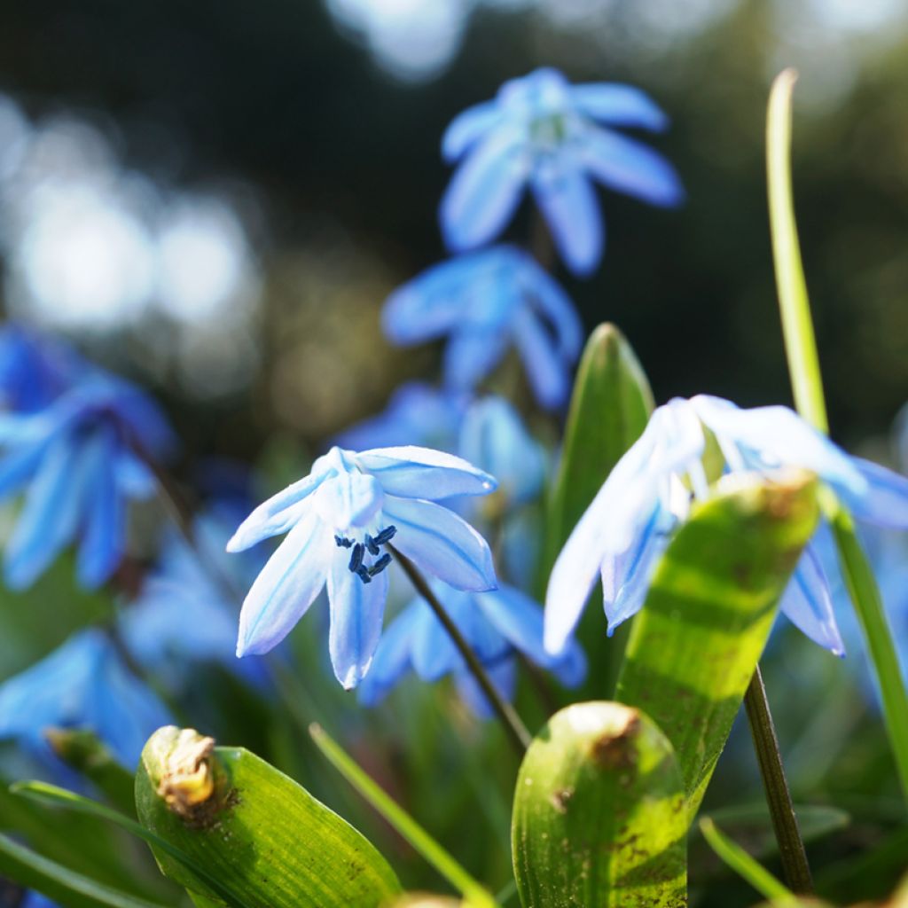 Pratia pedunculata County Park - Teppichlobelie