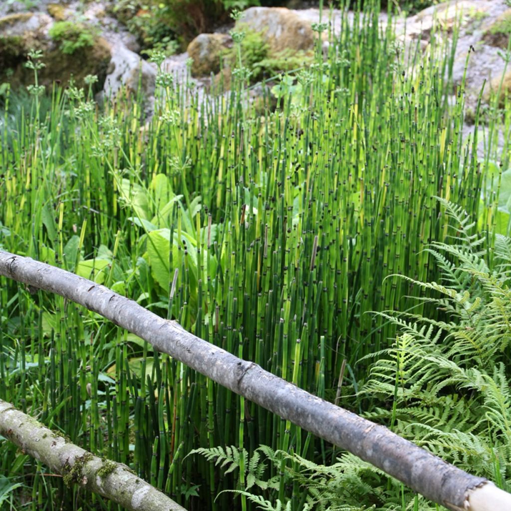 Equisetum hyemale - Winter-Schachtelhalm