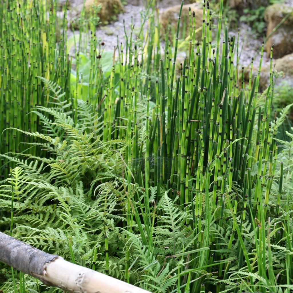 Equisetum hyemale - Winter-Schachtelhalm