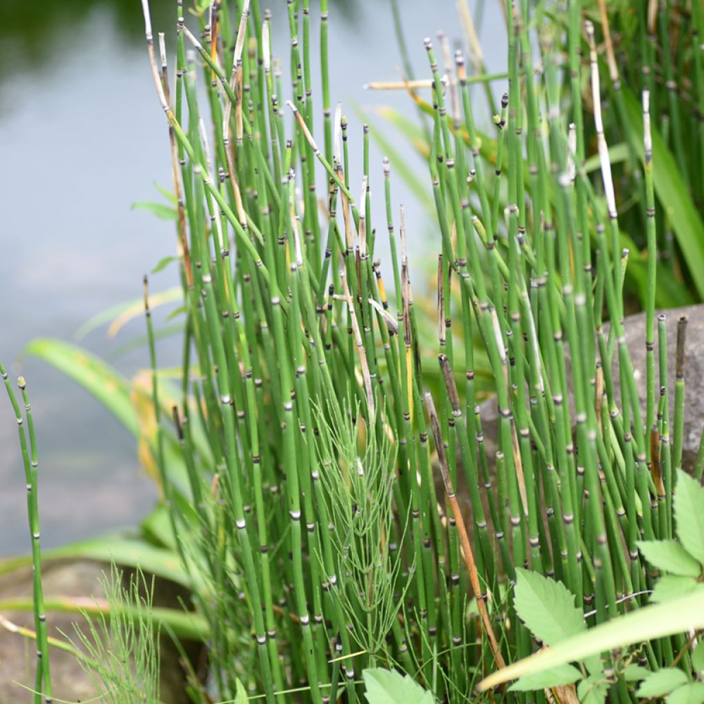 Equisetum hyemale - Winter-Schachtelhalm