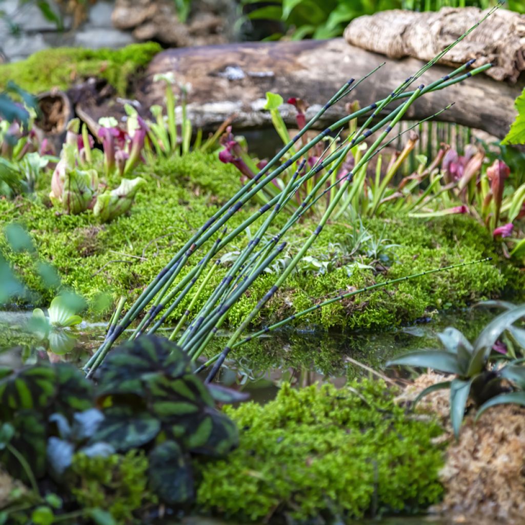 Equisetum hyemale - Winter-Schachtelhalm