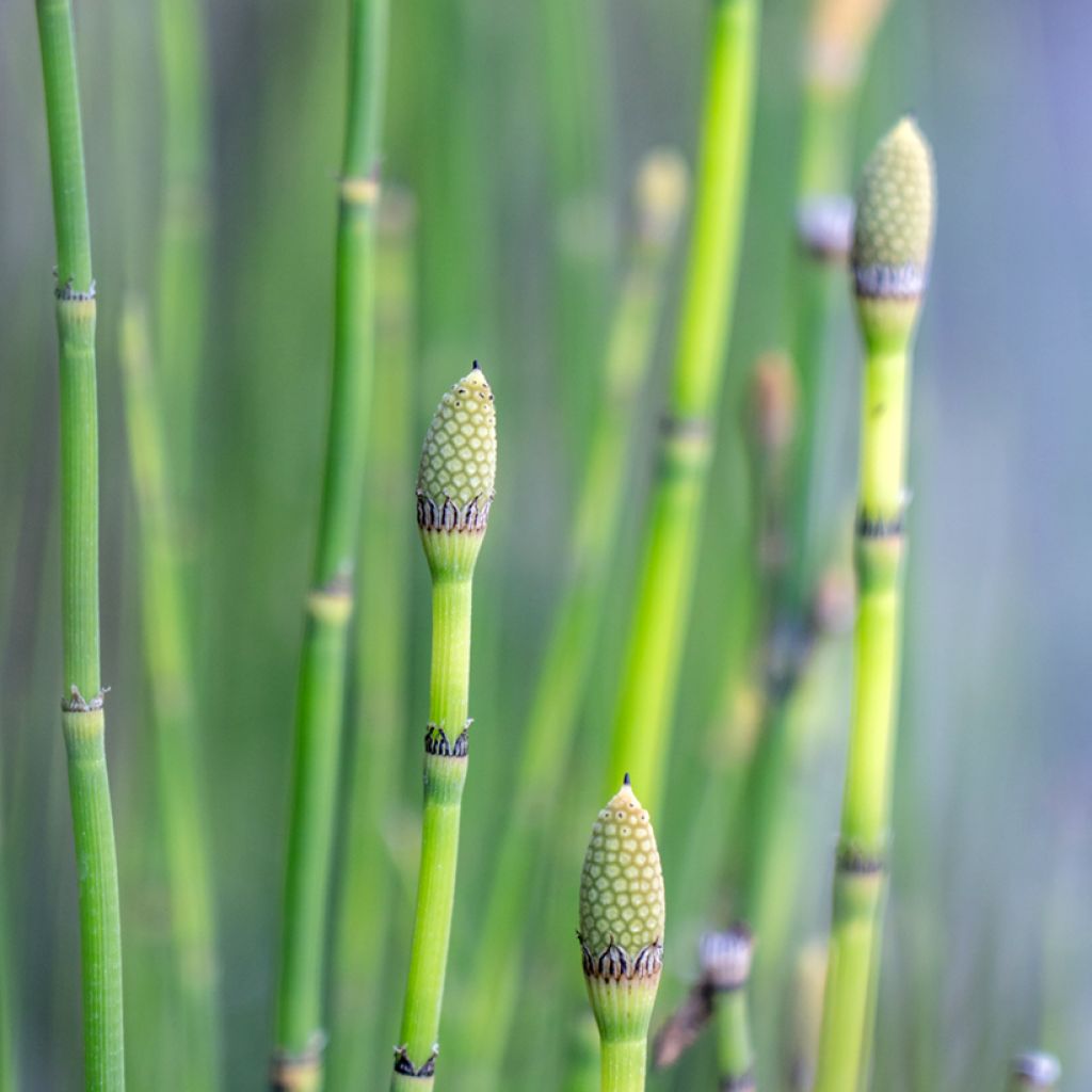 Equisetum hyemale - Winter-Schachtelhalm