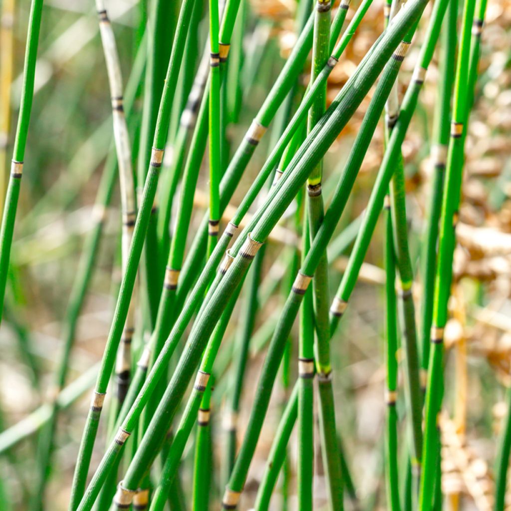 Equisetum hyemale - Winter-Schachtelhalm