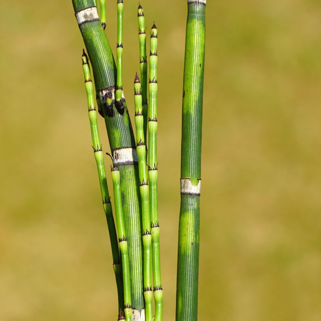 Equisetum hyemale - Winter-Schachtelhalm