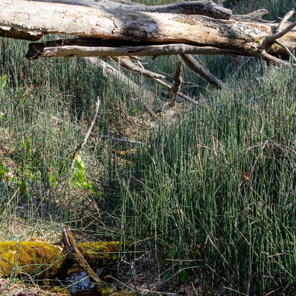 Equisetum hyemale - Winter-Schachtelhalm