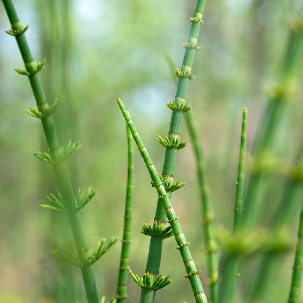 Equisetum fluviatile - Teich-Schachtelhalm