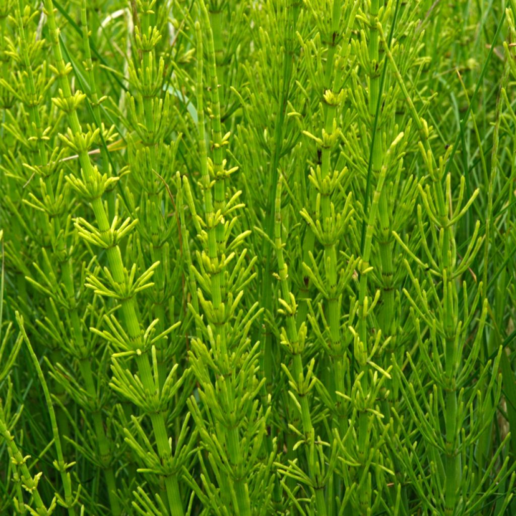 Prêle des rivières - Equisetum fluviatile