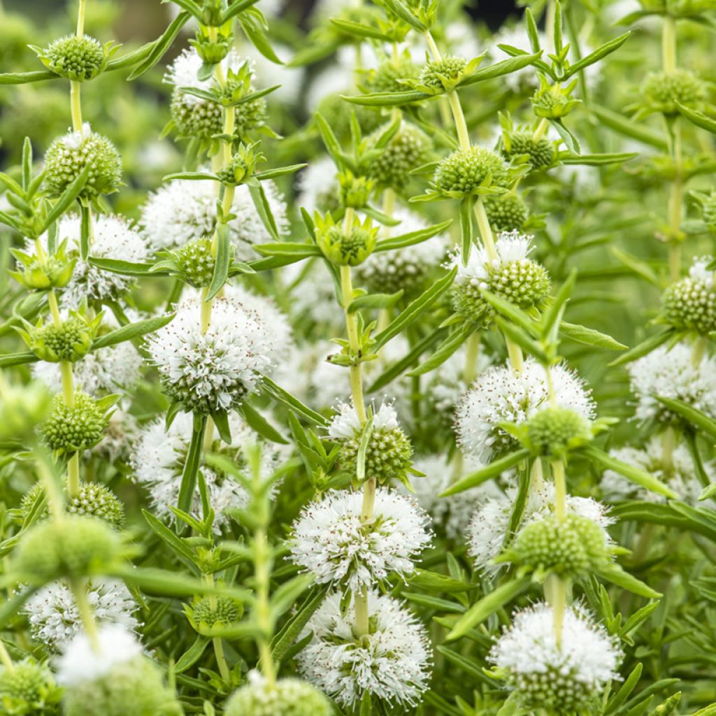 Hirsch-Minze Alba - Mentha cervina