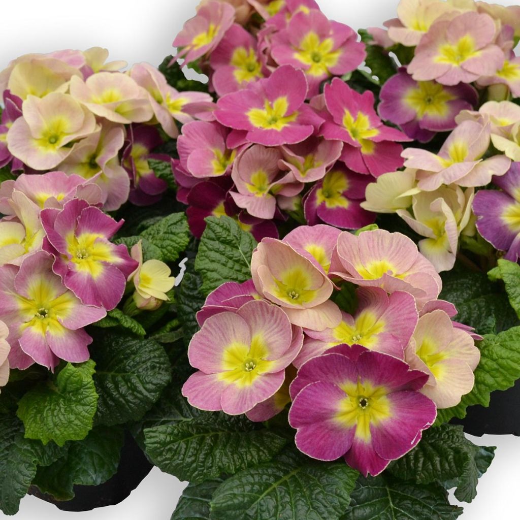 Primula pubescens Plums & Custard - Primel