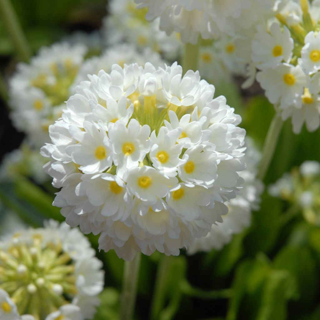 Primula denticulata Alba - Kugelprimel