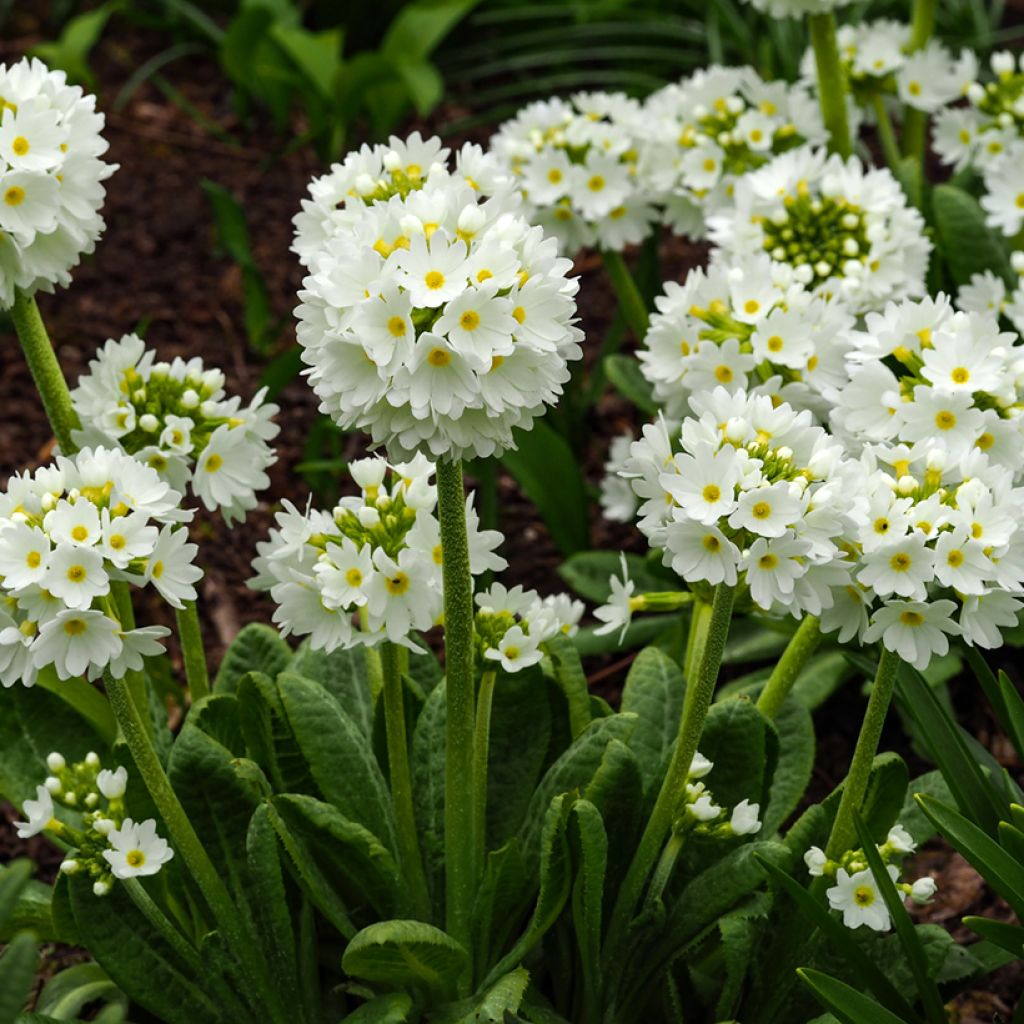 Primula denticulata Alba - Kugelprimel