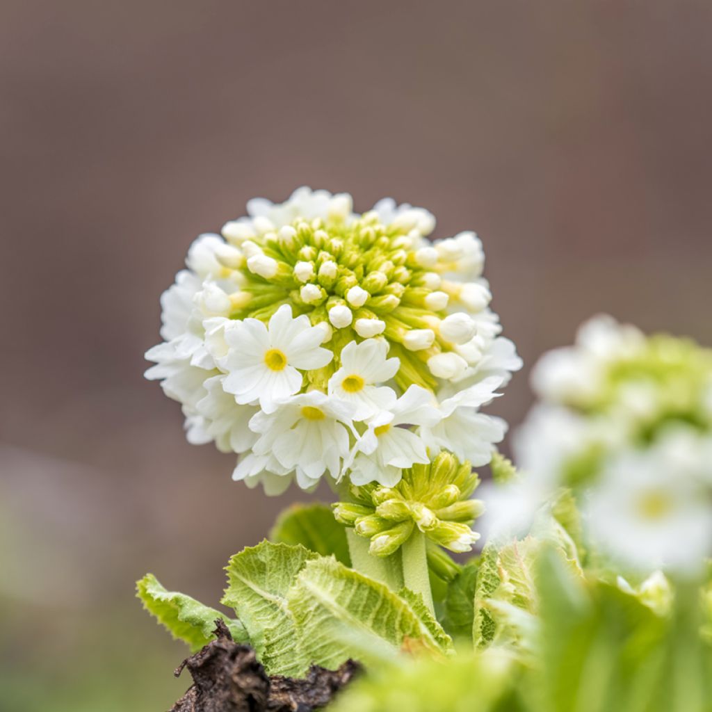 Primula denticulata Alba - Kugelprimel