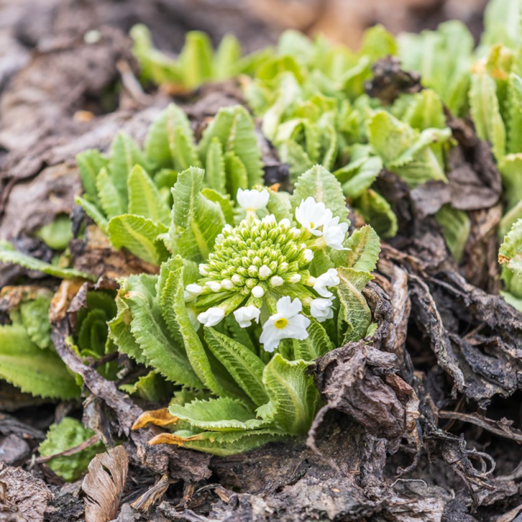 Primula denticulata Alba - Kugelprimel