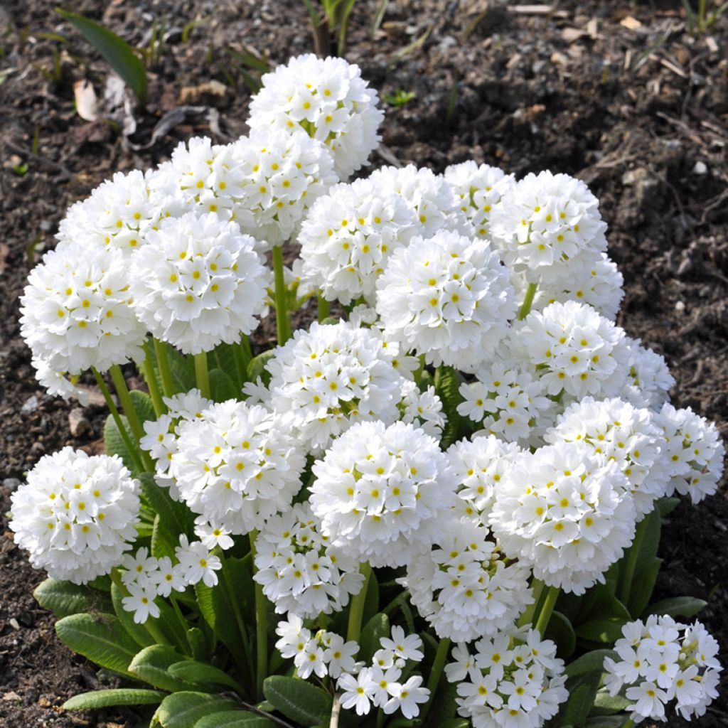 Primula denticulata Alba - Kugelprimel