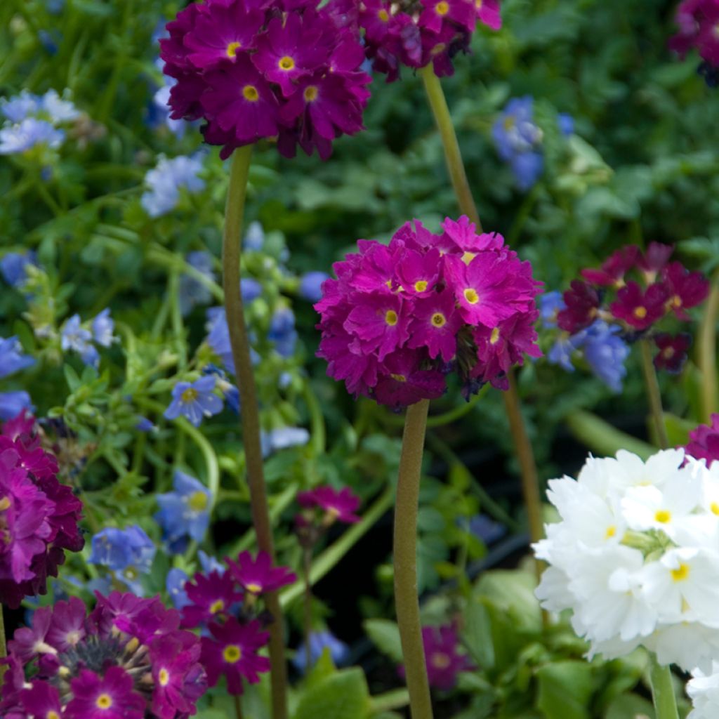 Primula denticulata Rubin - Kugelprimel