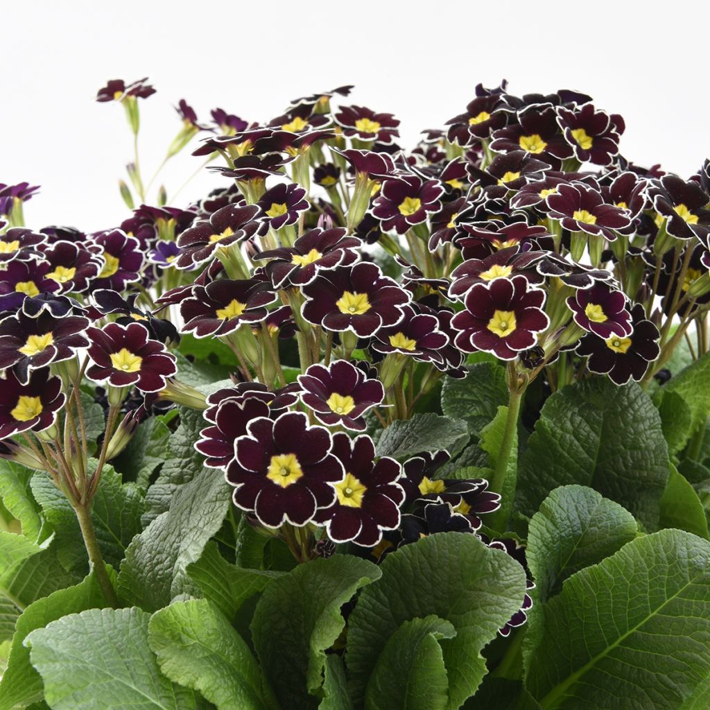 Hohe Schlüsselblume Black Laced - Primula