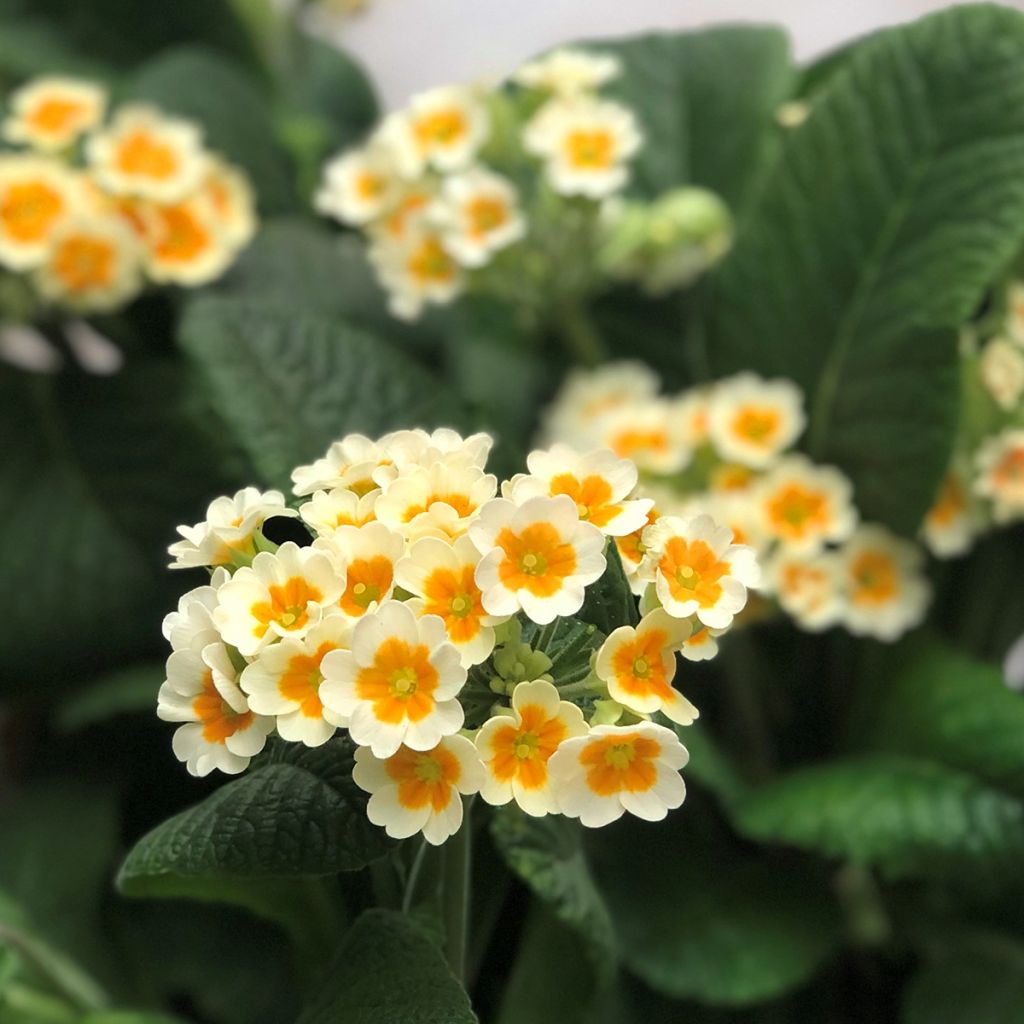 Hohe Schlüsselblume Cream Orange Eye - Primula