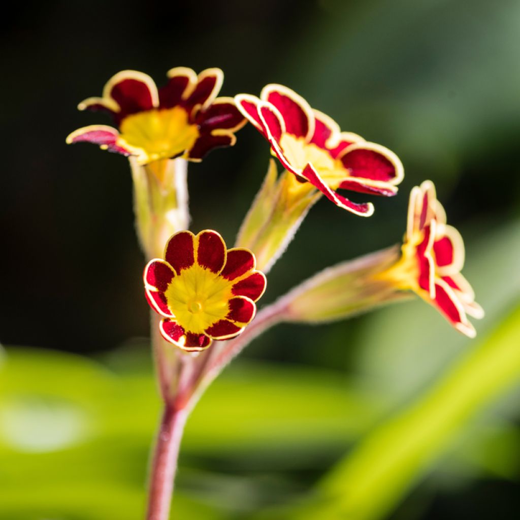 Hohe Schlüsselblume Mister Gold Laced - Primula