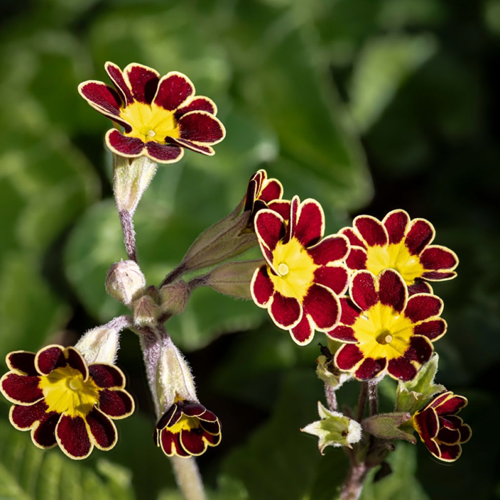 Hohe Schlüsselblume Mister Gold Laced - Primula