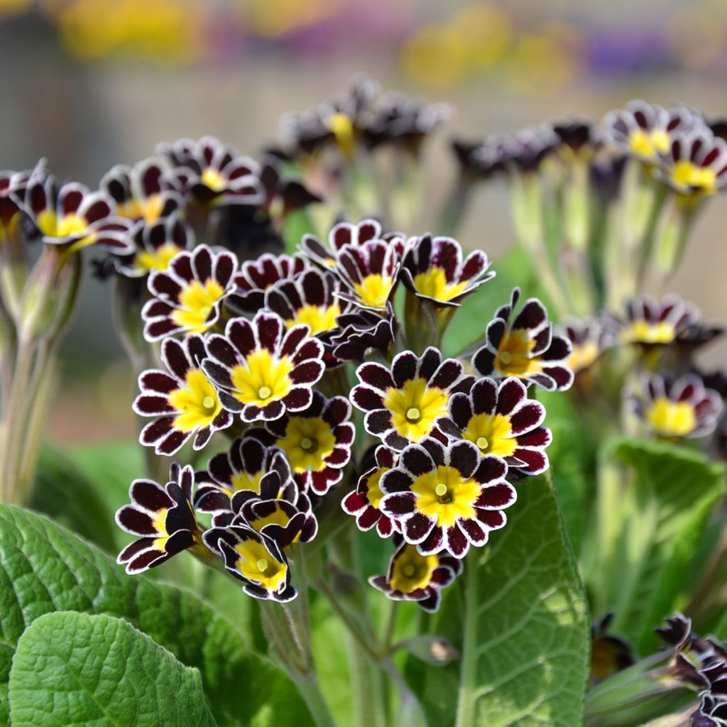 Hohe Schlüsselblume Mister Silver Laced - Primula