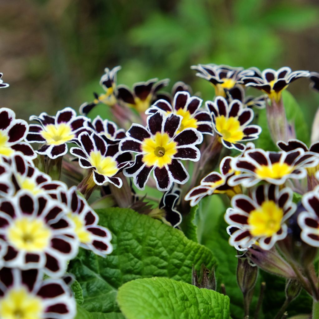 Hohe Schlüsselblume Mister Silver Laced - Primula